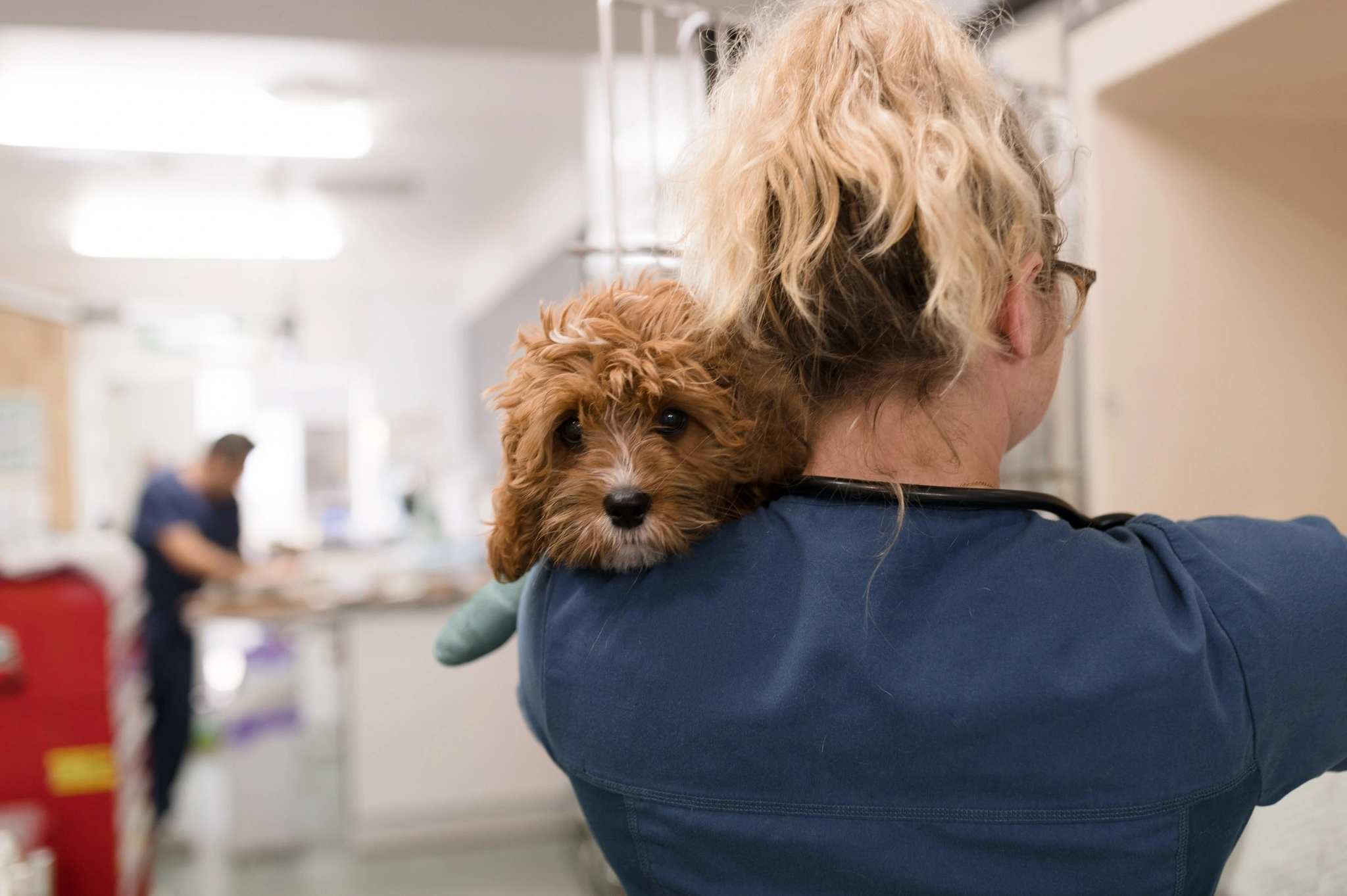 Proven Ways to Reduce Stress in Pet Before and During Vet Visits