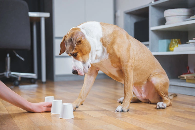 Mental Stimulation Why Pet Needs More Than Just Exercise