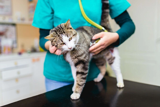 How to Create a Stress-Free Vet Experience for Anxious Dogs & Cats