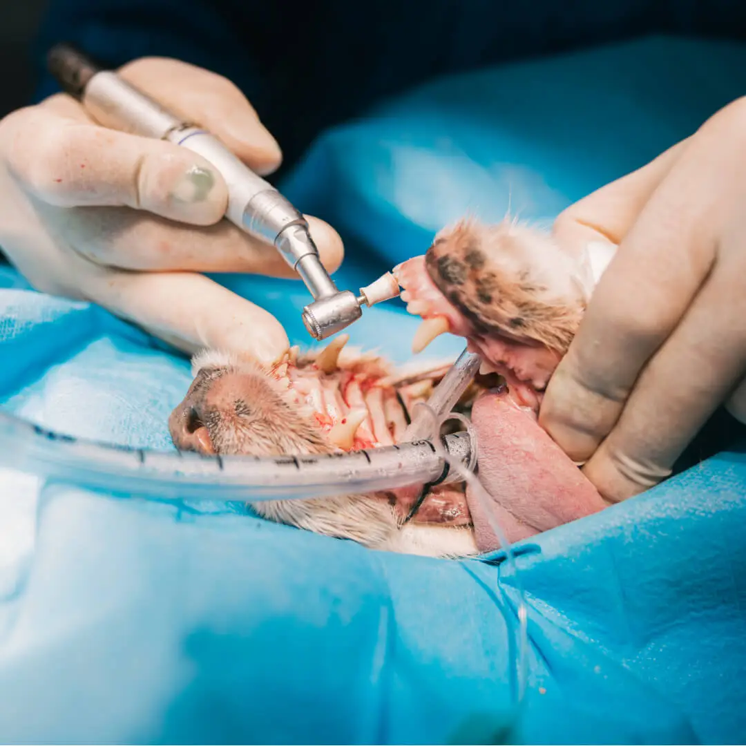 Dental Procedure1