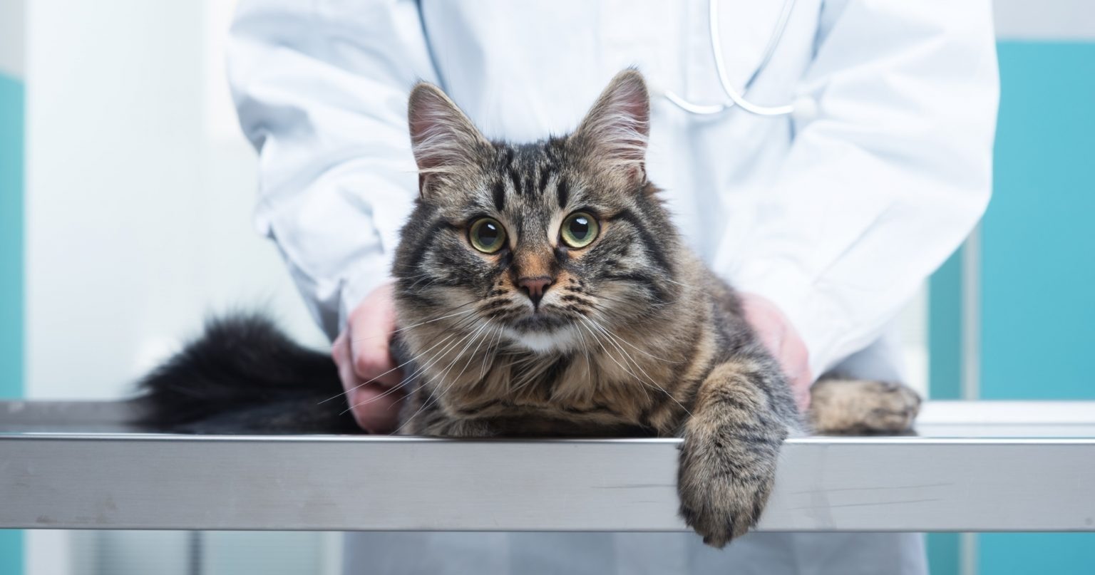 The Importance of Annual Wellness Exams for Pets and What to Expect