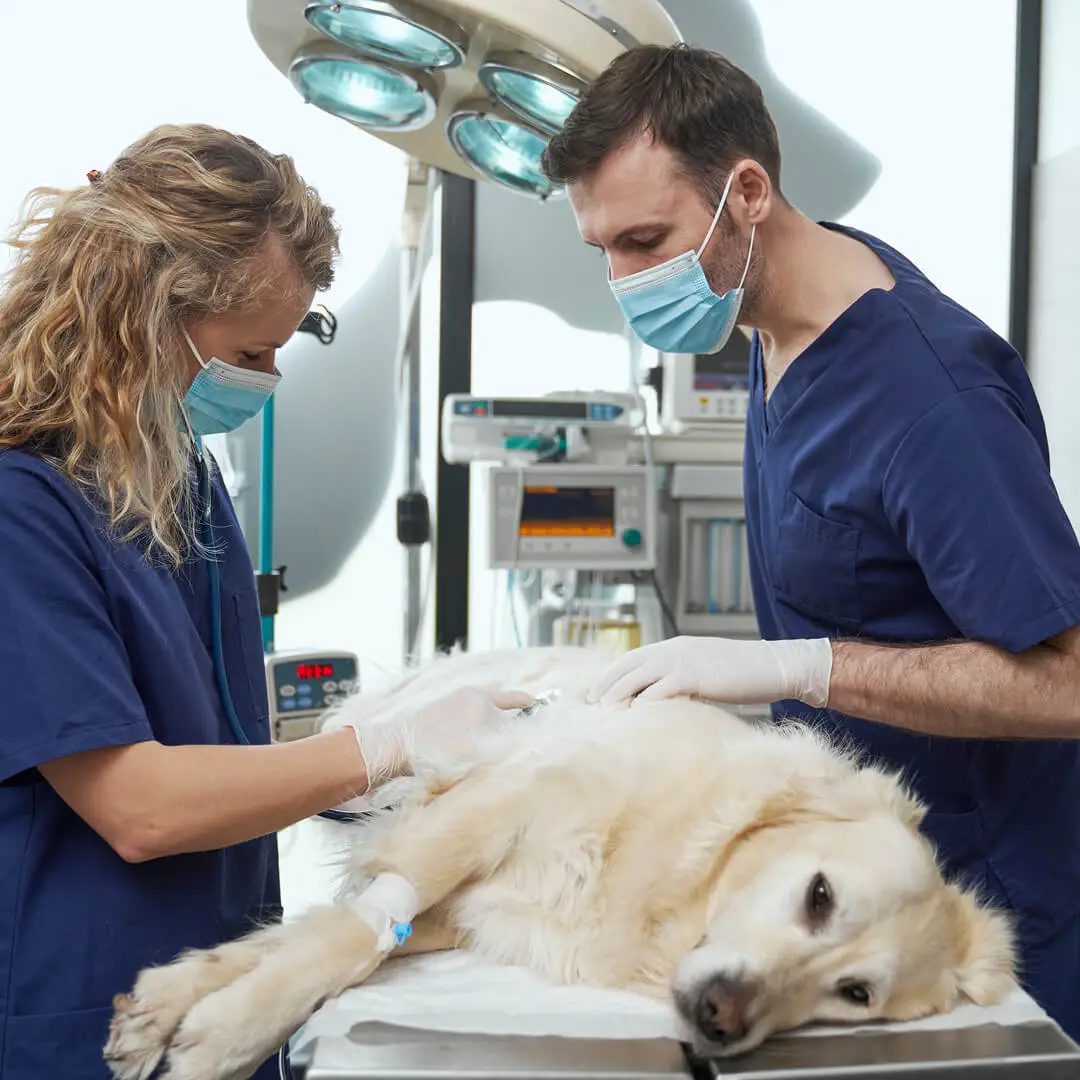dog Surgery