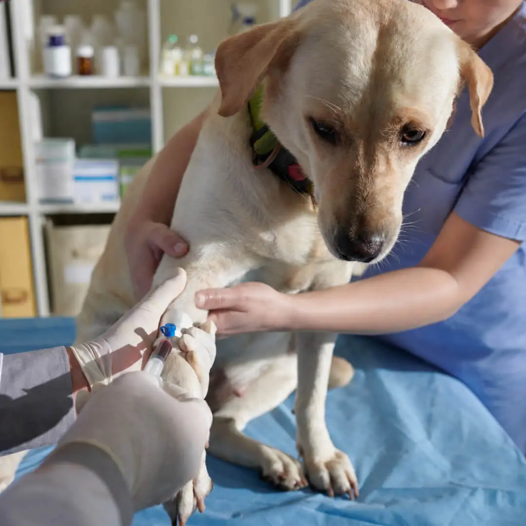 dog bloodwork
