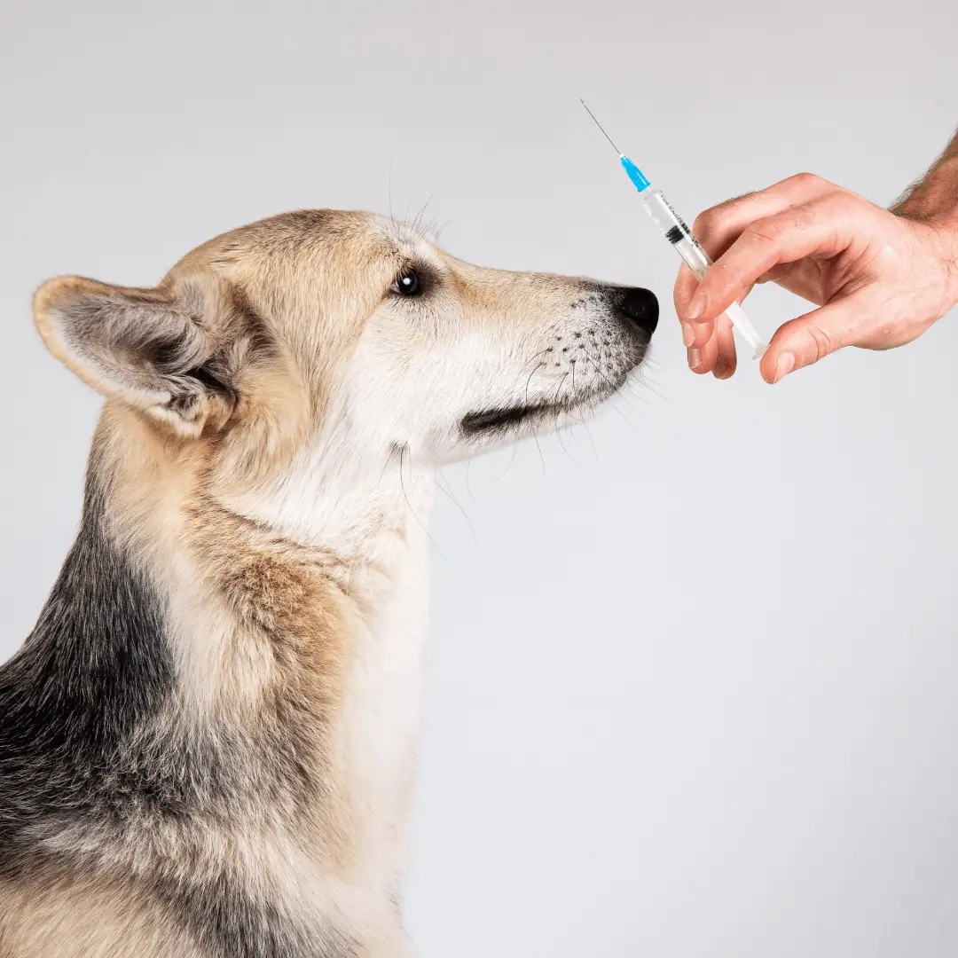 dog care