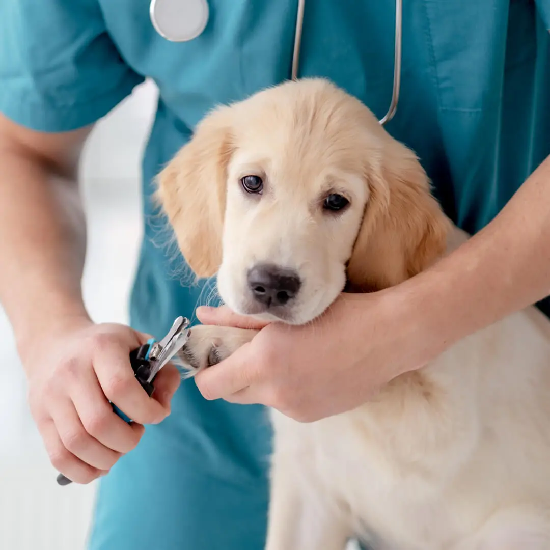 dog grooming