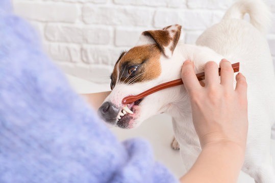 How Often Do Dogs Need Dental Cleanings for Optimal Oral Health 2 how often dog dental cleaning