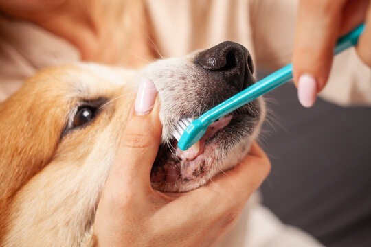 How Often Do Dogs Need Dental Cleanings for Optimal Oral Health