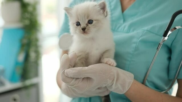 new kitten vet visit