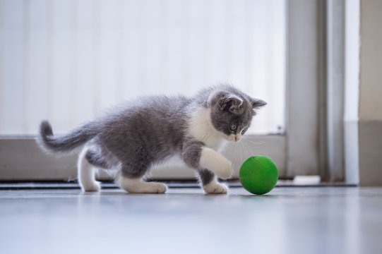 new kitten vet visit