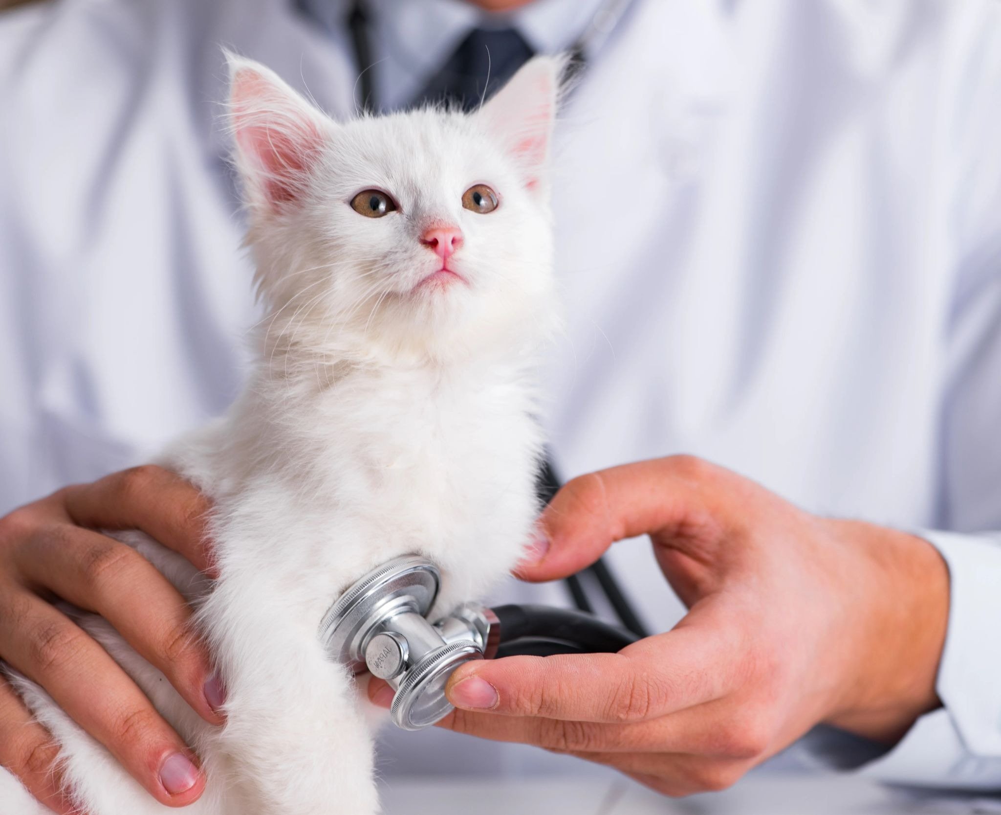 How Your New Kitten’s Vet Visit Sets the Foundation for a Healthy Life