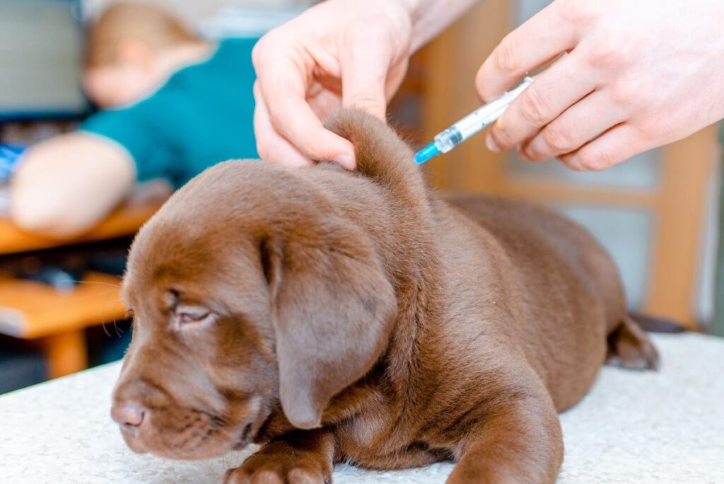 What Is the Vaccine Schedule for Puppies and Why It Is Important 2 what is the vaccine schedule for puppies