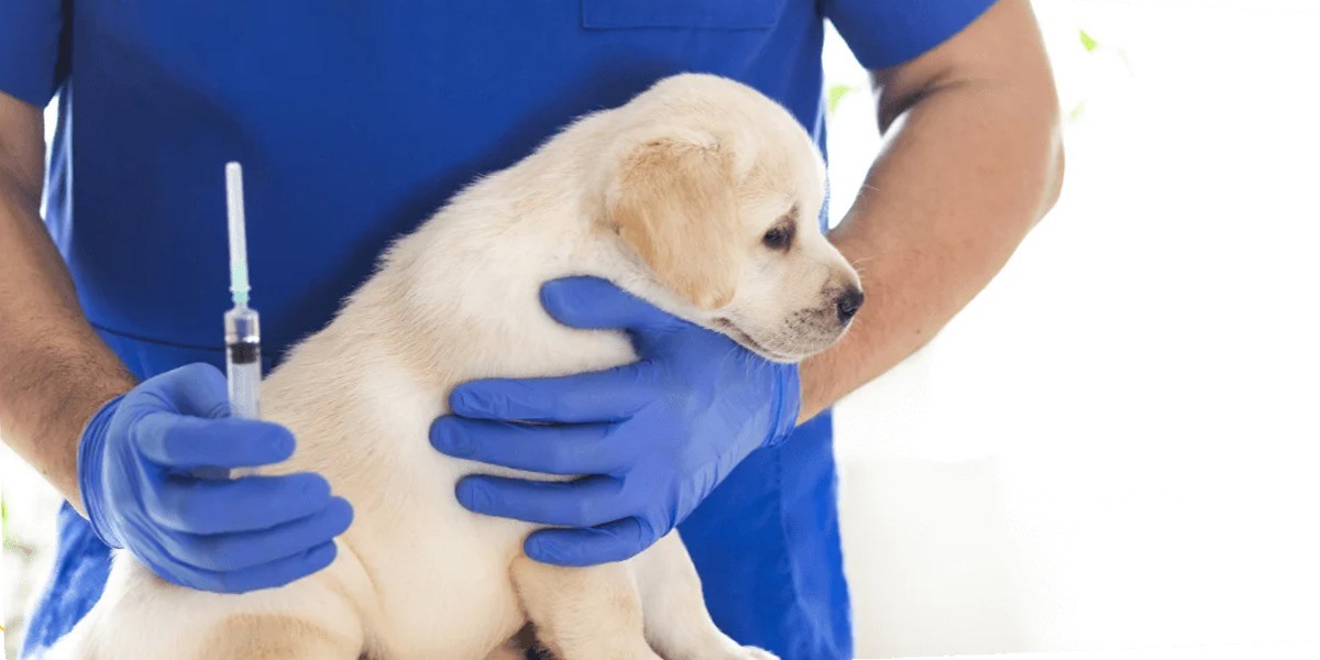 What Is the Vaccine Schedule for Puppies and Why It Is Important