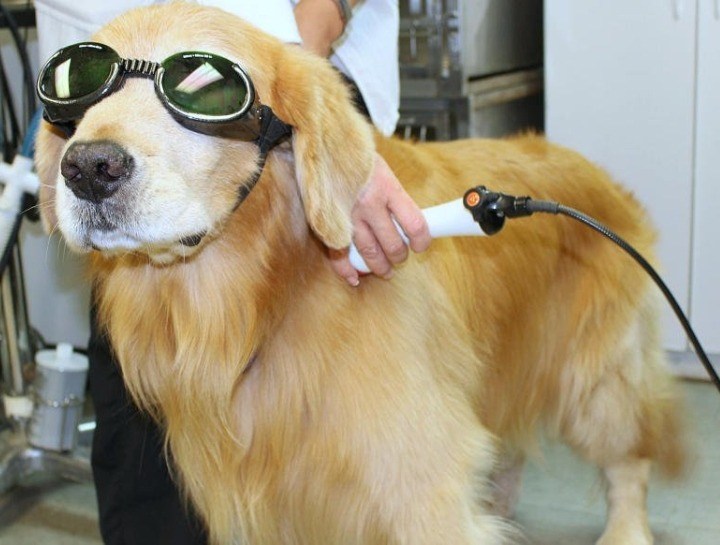 Understanding Companion Laser Therapy for Dogs and Its Impact on Recovery
