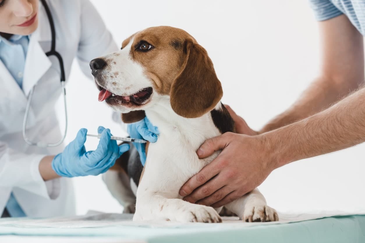 How Often Should Dogs Be Vaccinated for Lyme Disease During Each Stage of Life