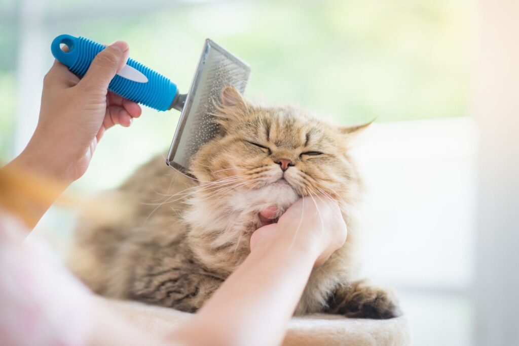 how often should cats be groomed