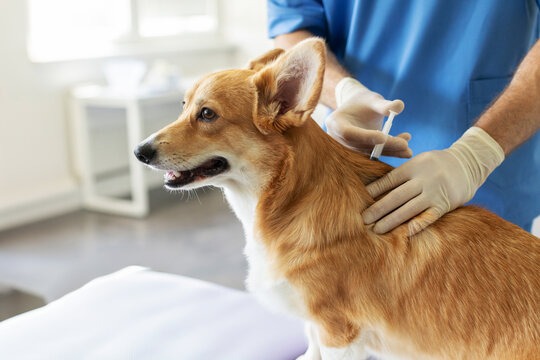 dog lyme vaccine schedule