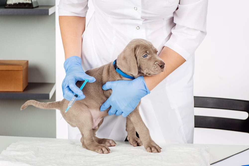 puppy checkup