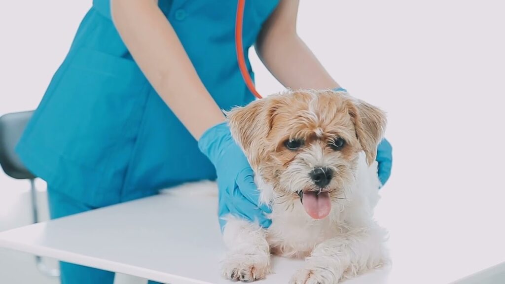 puppy wellness exam