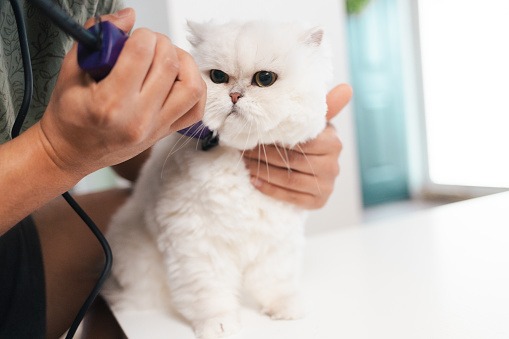 cat grooming schedule