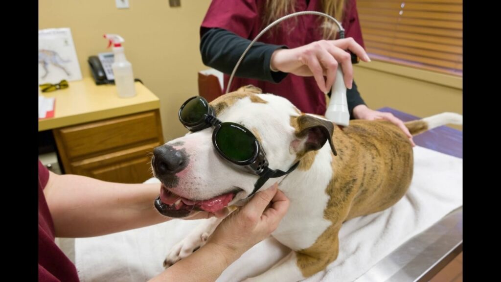 canine laser therapy