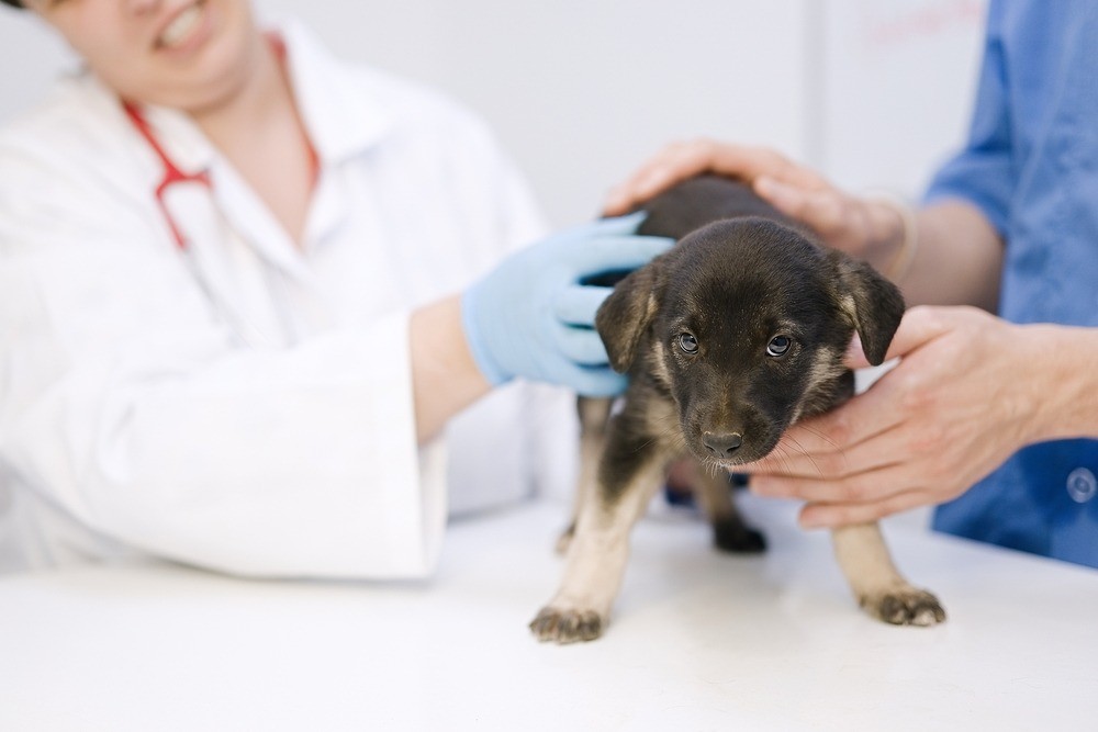 How to Keep Your Puppy Calm During and After the First Vet Visit