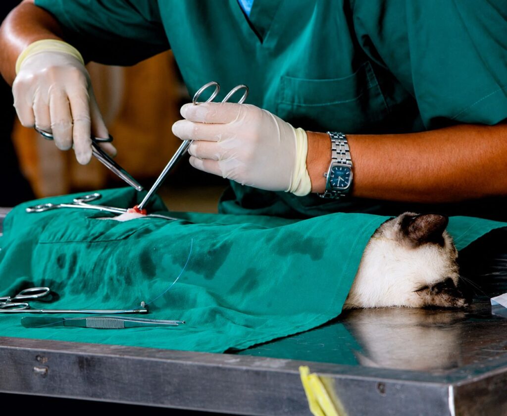 common pet surgeries