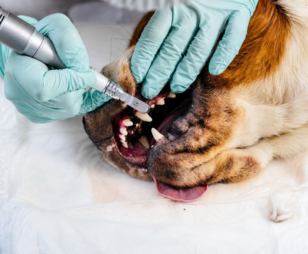 How to Spot Signs of Dental Disease in Pets Before It Gets Worse 2 dental surgery for pets
