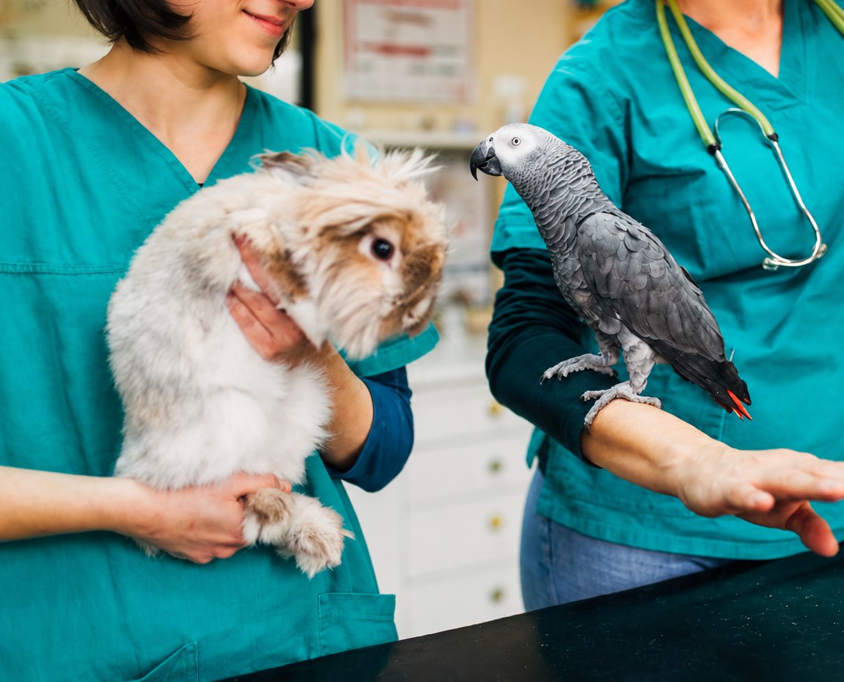 How an Exotic Pet Veterinarian Helps Catch Hidden Illness Early