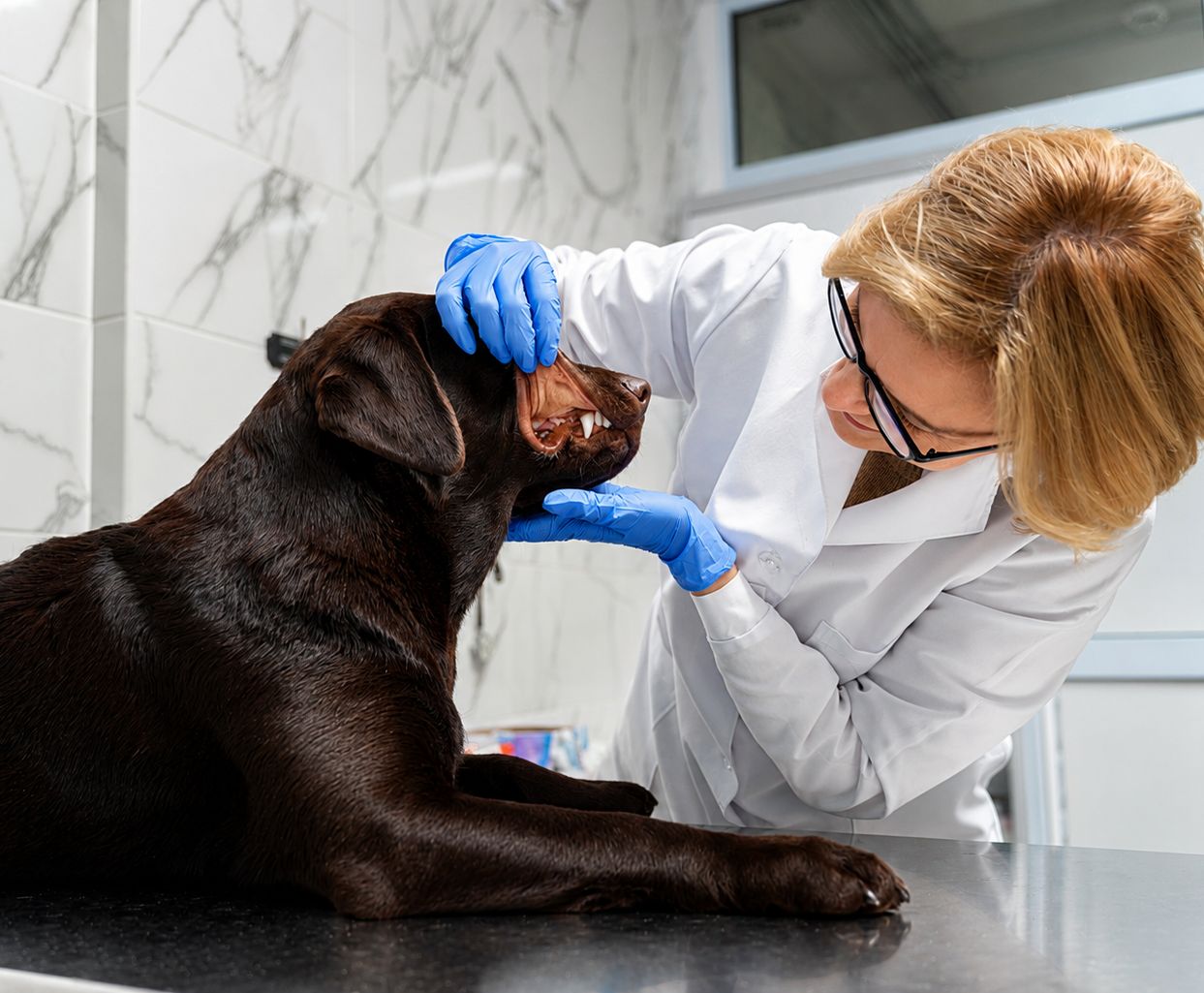How to Spot Signs of Dental Disease in Pets Before It Gets Worse