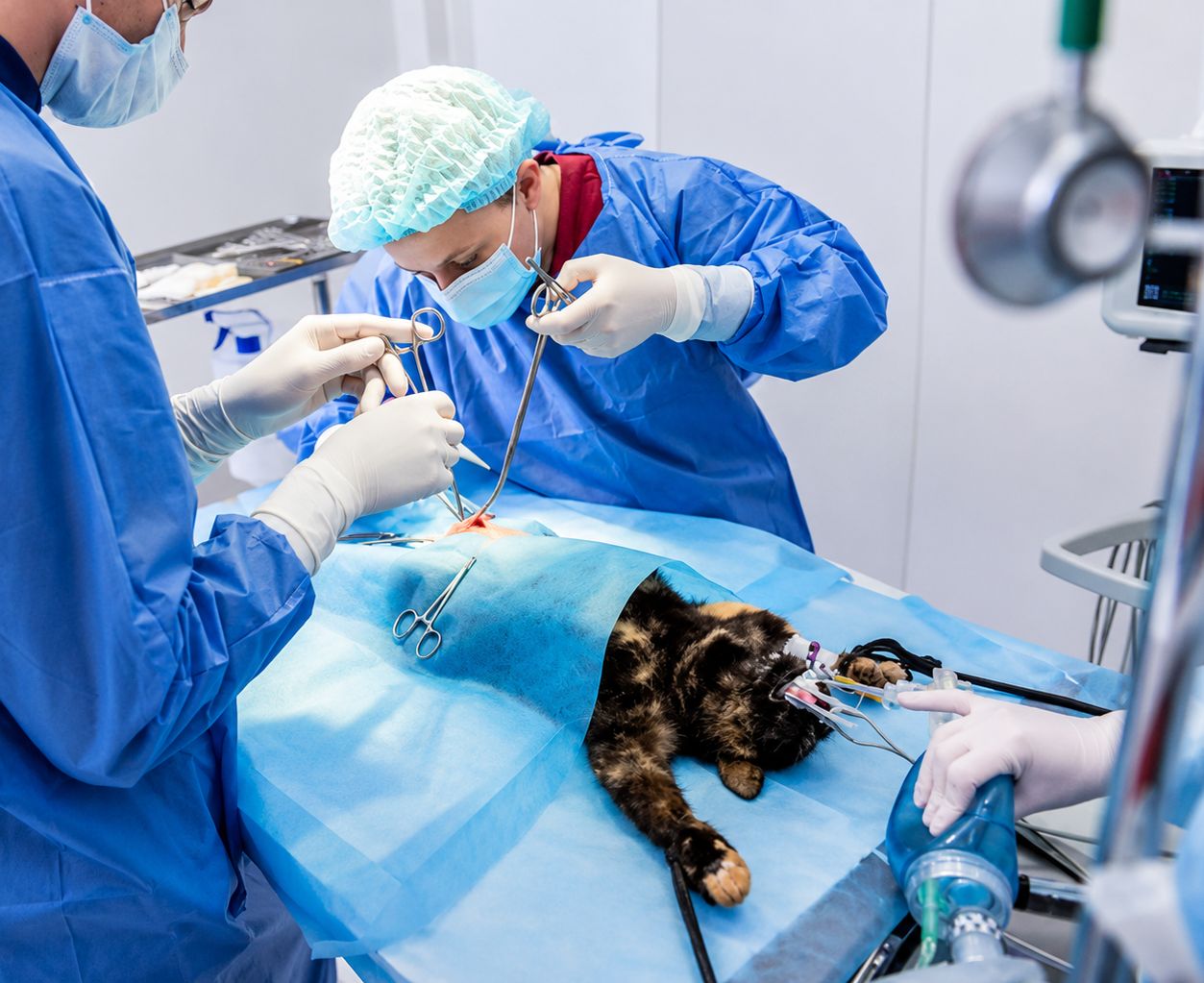 A Complete Guide to Surgery for Pets From Start to Recovery