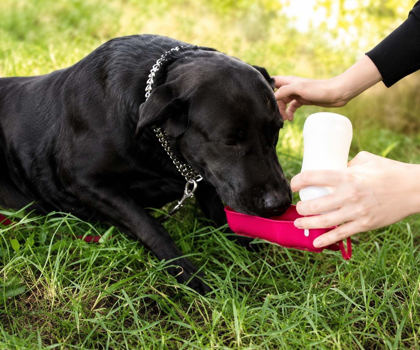 Why Heartworm Prevention for Dogs Matters for Lasting Heart Health