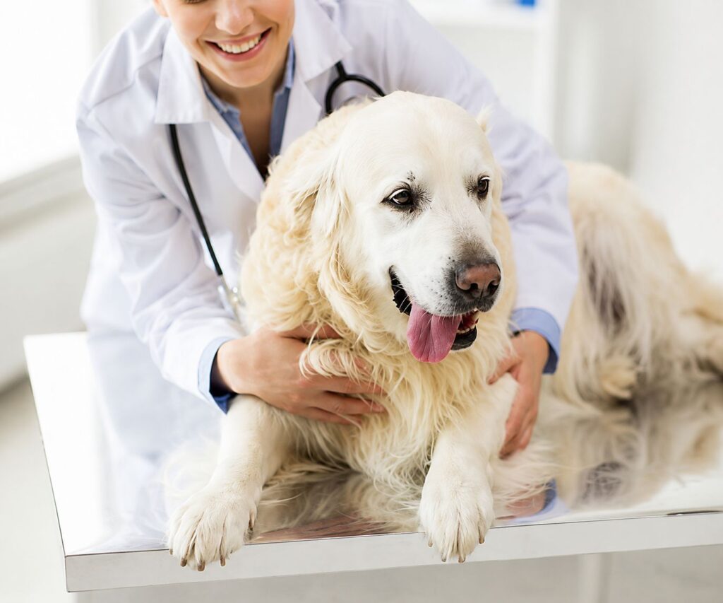How Often Should Senior Pets See the Vet to Catch Problems Early 1 how often should senior pets see the vet