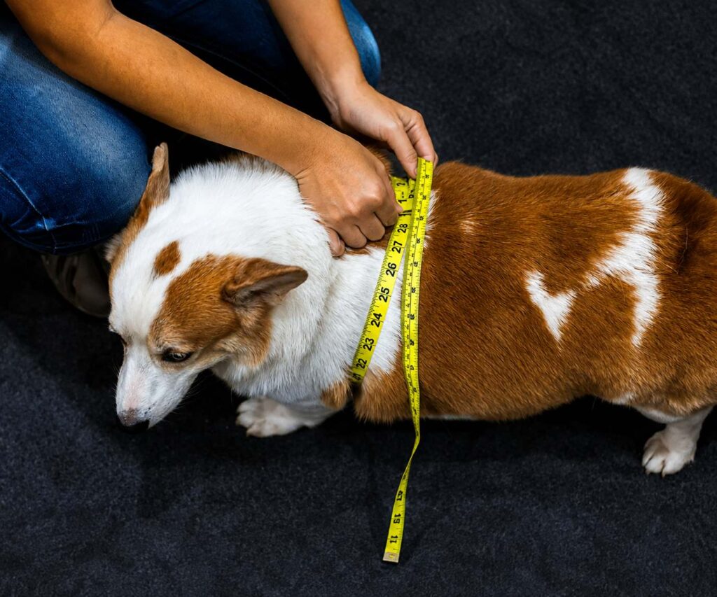 how to tell if your pet is overweight