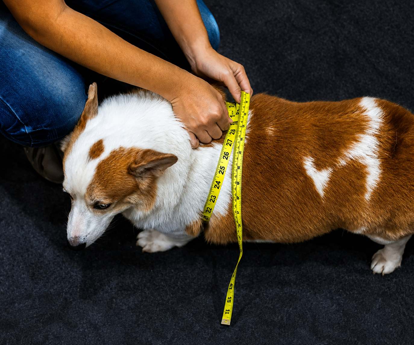 How to Tell If Your Pet Is Overweight and Why It Matters for Their Joints