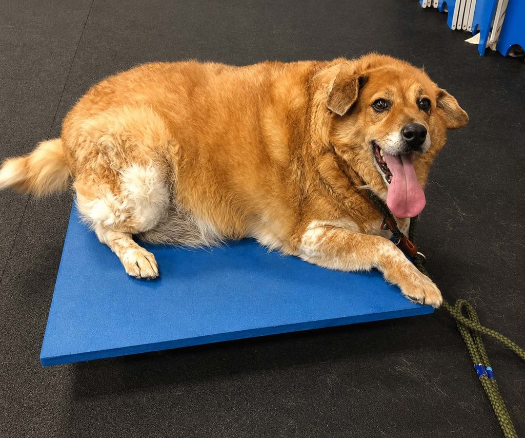 signs of joint pain in overweight pets