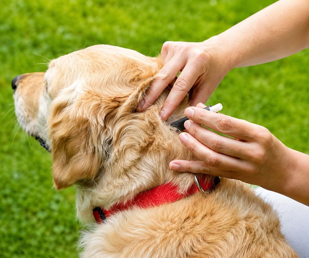 How to Check Your Dog for Ticks and Reduce the Risk of Lyme Disease 2 signs of tick-borne illness in dogs